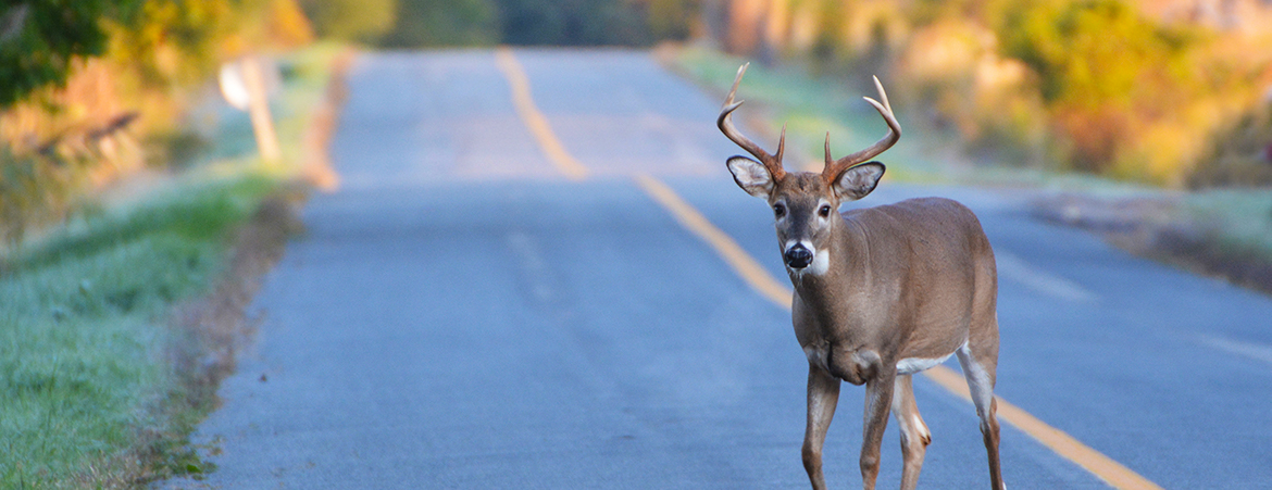 9 tips for avoiding a deer collision this fall blog