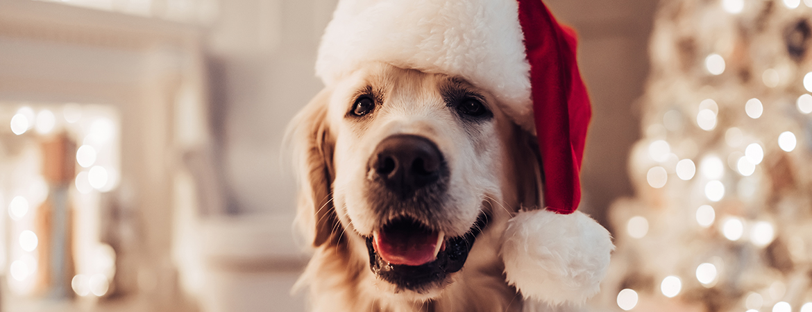 How to pet-proof your holiday decor blog