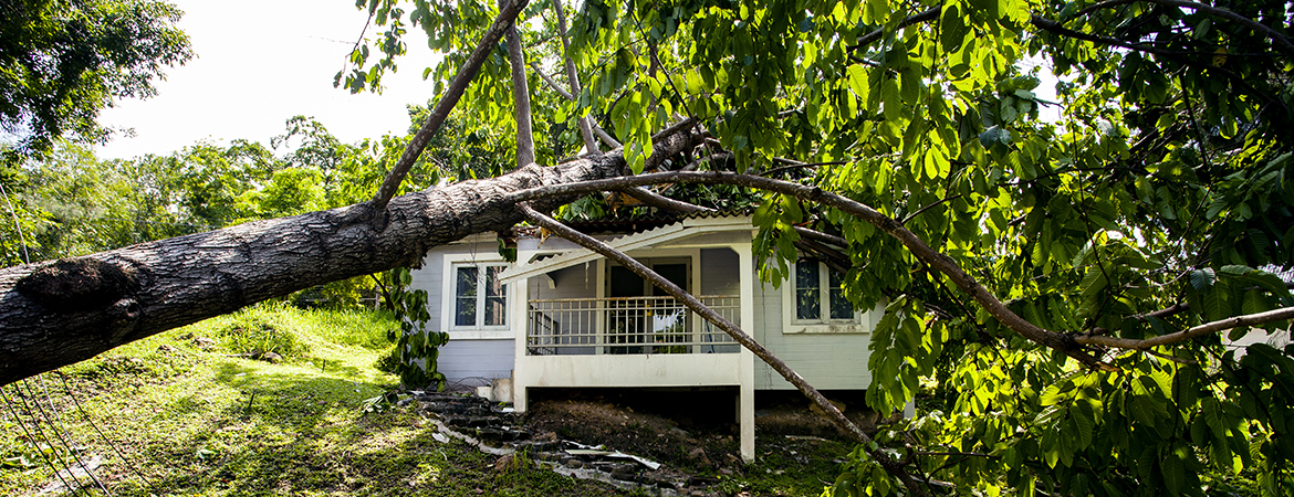 Kentucky Farm Bureau Insurance fallen tree blog