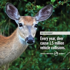 KFB Insurance blog: Tips for avoiding a deer collision