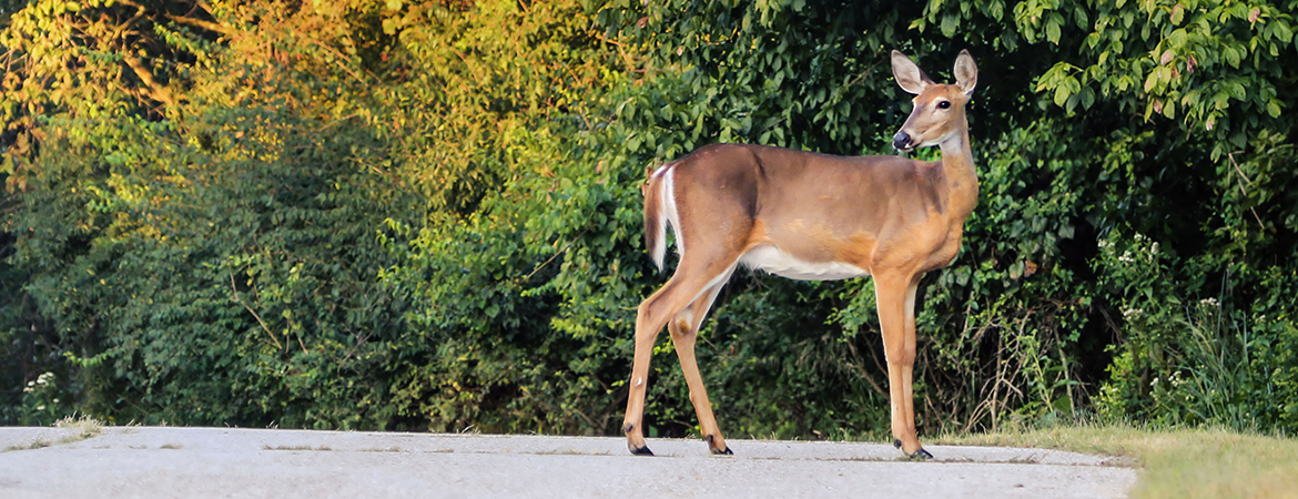 9 tips for avoiding a deer collision this fall