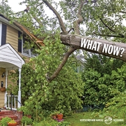 fallen tree insurance FAQ
