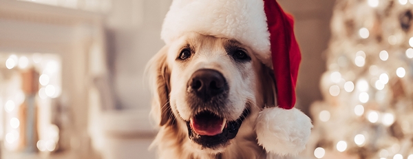 How to pet-proof your holiday decor