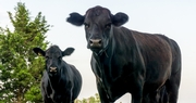 Navigating Kentucky's Cattle Industry