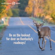 KFB Insurance blog: Tips for avoiding a deer collision