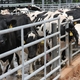 Knox County Farm Bureau supports dairy farmers