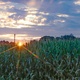 Making the Case for Crop Insurance