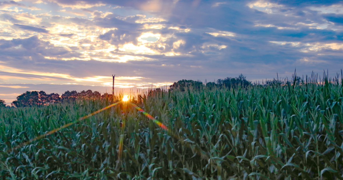 Making the Case for Crop Insurance