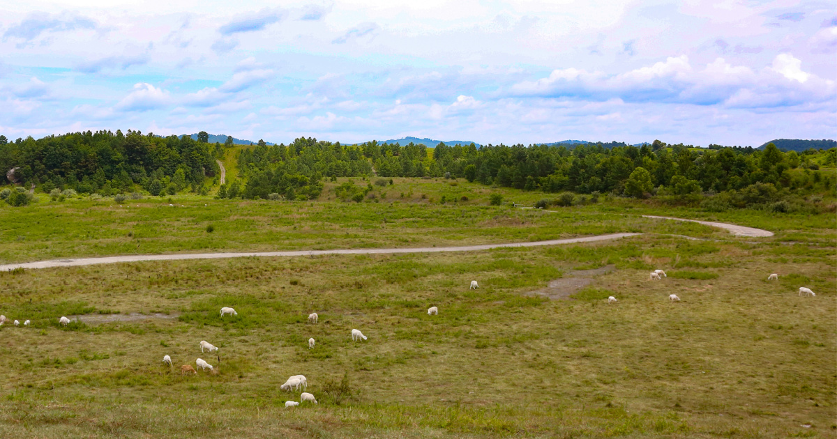 Mountaintop Sheep Farm | A New Concept for a Historic Tradition