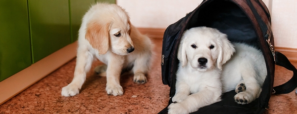 Pet prep: 8 ways to ensure your furry friend's safety during an emergency