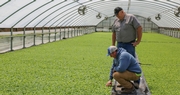 Kentucky Tobacco; A Tradition Continues, For Now