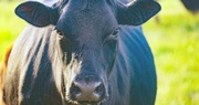 Rebuilding the Cattle Herd