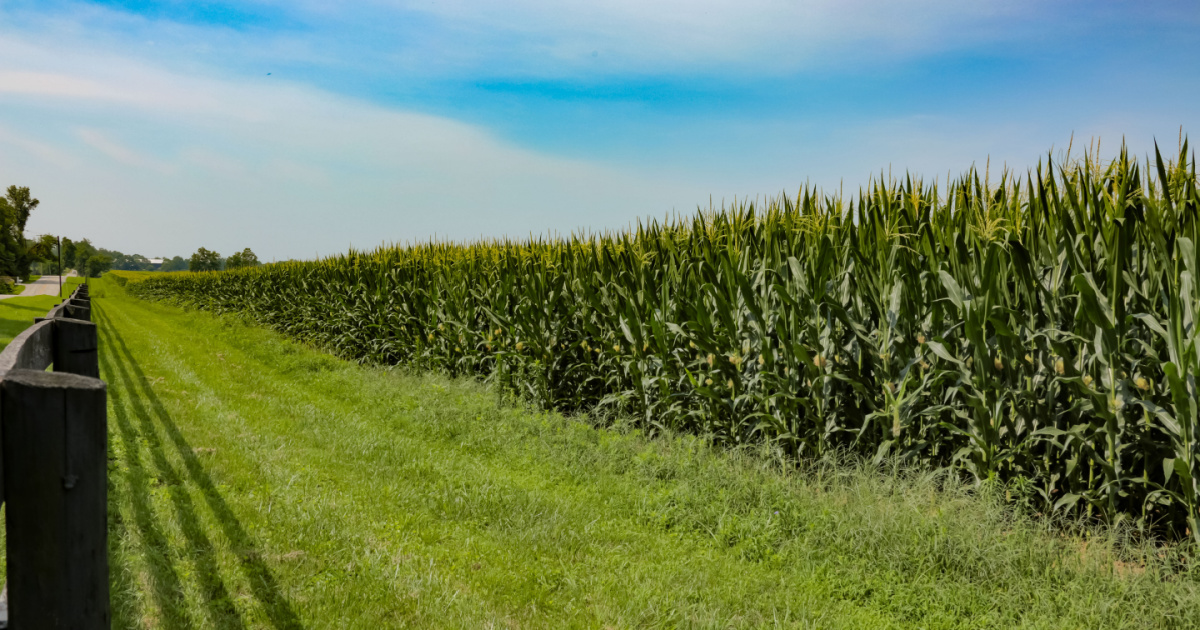 Ag Econ 101: Planting Intentions 2025