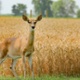 Growing wildlife populations cost farmers
