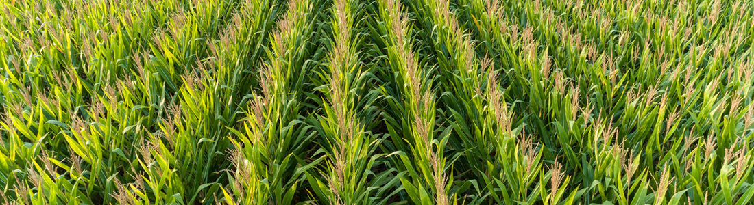 Commodity Banner Image