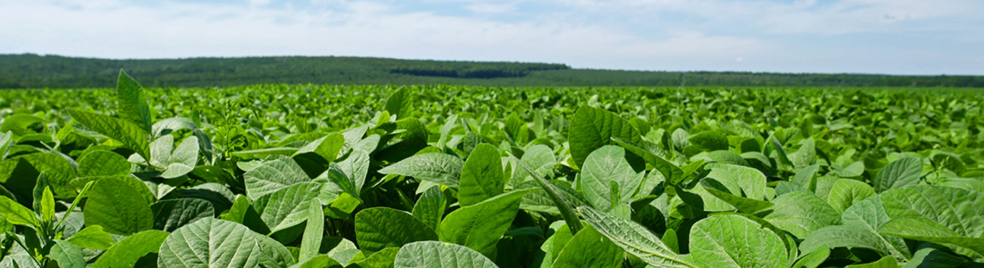 Commodity Banner Image