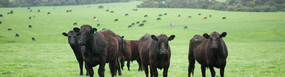 Commodity Banner Image