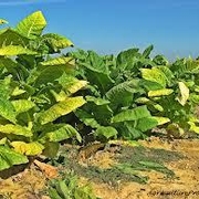 Tobacco NNN Standard