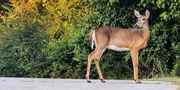 9 tips for avoiding a deer collision this fall