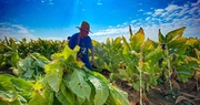 Farm Labor: It's Complicated