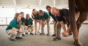 Auburn University College of Veterinary Medicine and Kentucky: A Relationship for Nearly 7 Decades