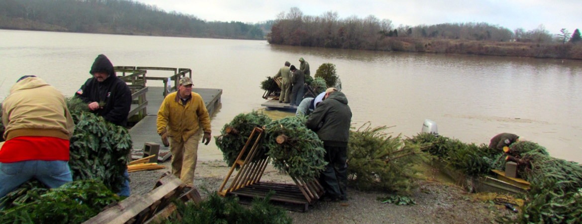 Do you have a live Christmas tree? Here's one way you can recycle it
