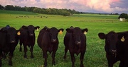 2025 Beef Tour Agenda