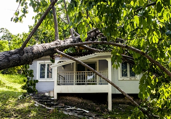 Fallen trees: What's covered (and what's not) on your insurance policy Fallen trees: What's covered (and what's not) on your insurance policy