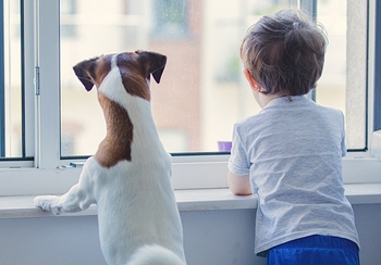7 tips for window safety