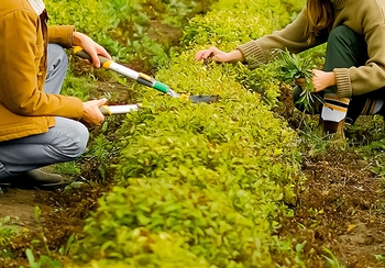 What should you do with your yard waste? What should you do with your yard waste?