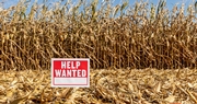 The Continuing Concerns Over Farm Labor