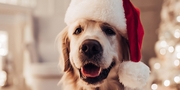 How to pet-proof your holiday decor