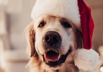 How to pet-proof your holiday decor