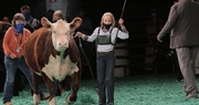 Kentucky State Fair: Tradition Triumphs