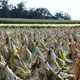 Garrard County Farm Bureau will host Safety Event at Annual Tobacco Cutting Contest in Bryantsville