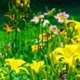 Down the Backroads |  Serving God and Raising Daylilies