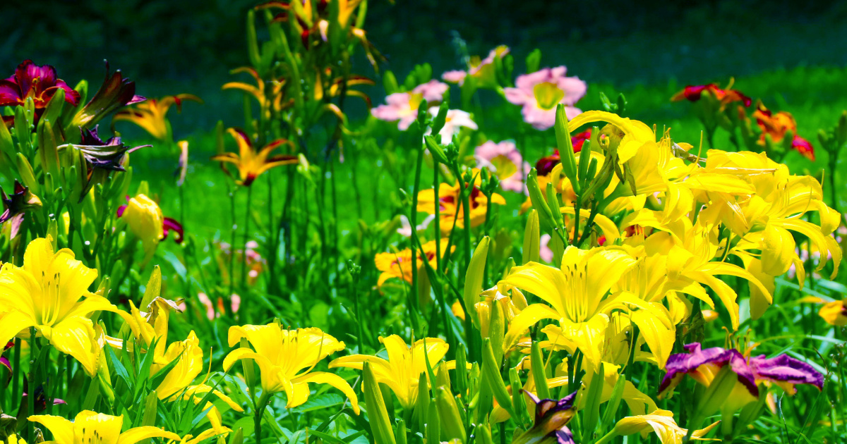 Down the Backroads |  Serving God and Raising Daylilies