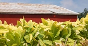 2024 Crop Update | Tobacco