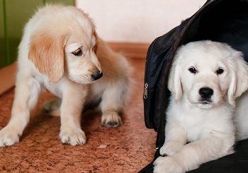 Pet prep: 8 ways to ensure your furry friend's safety during an emergency