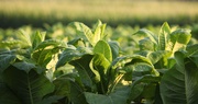 Crop Update | The Growing Season Thus Far