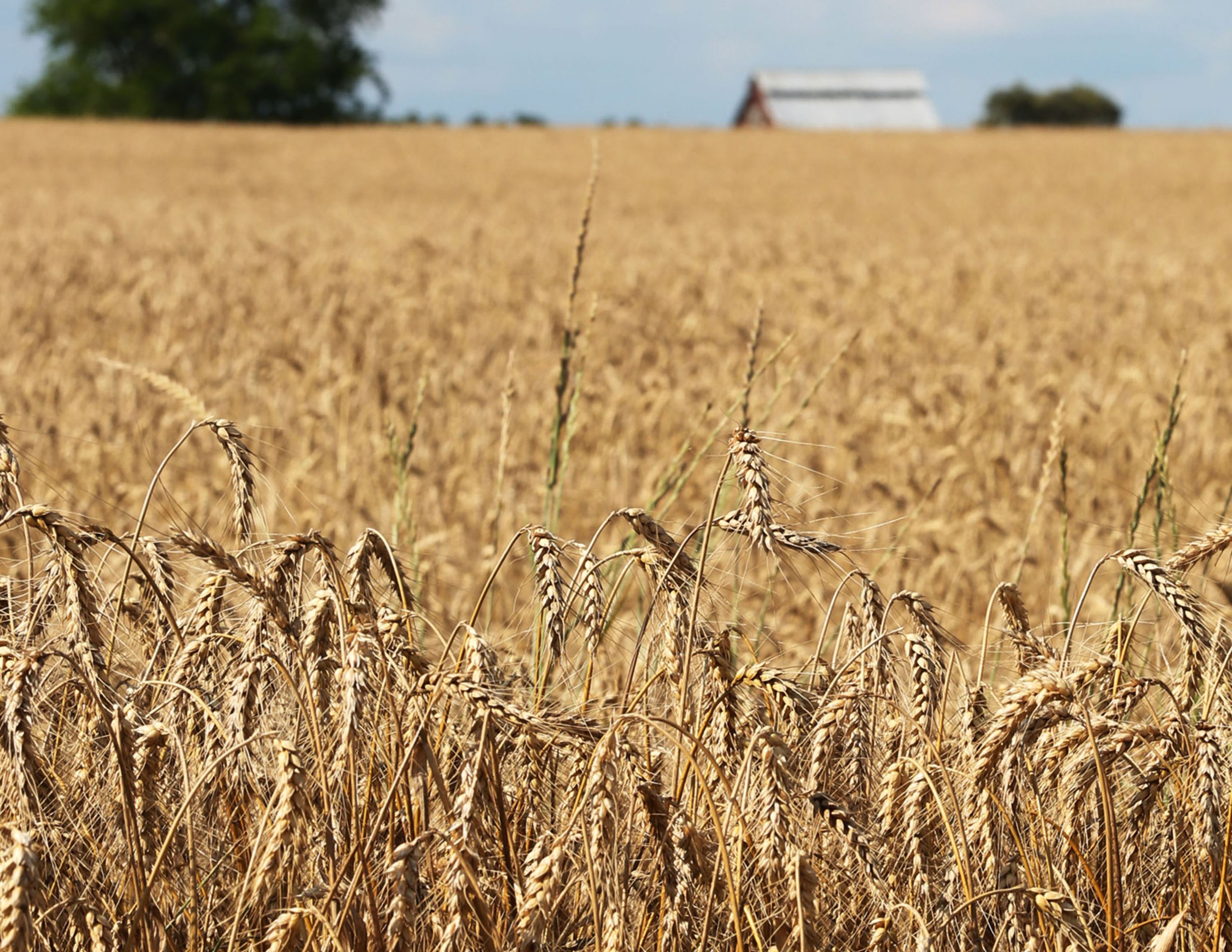 Wheat field