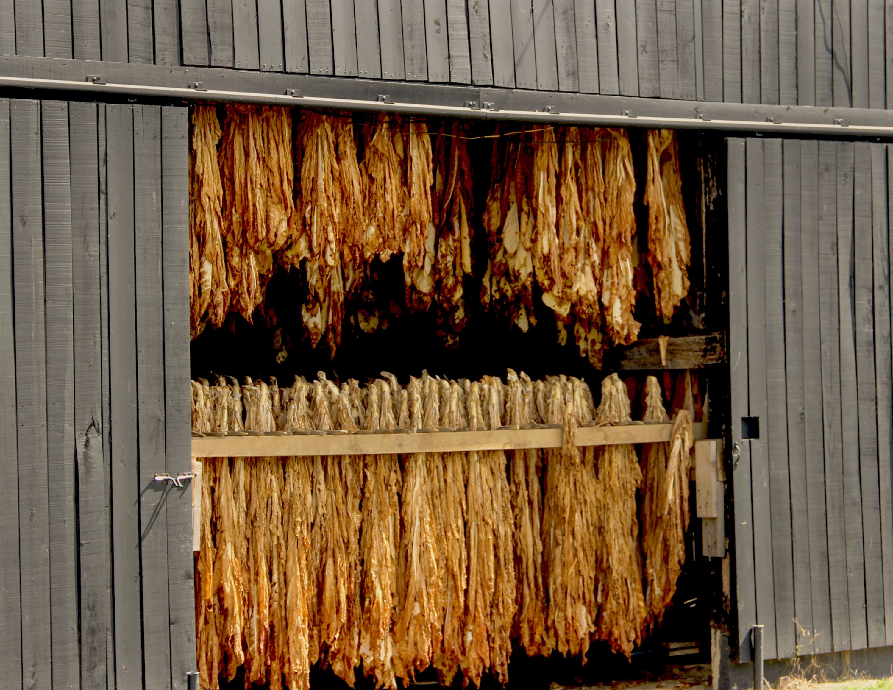 Tobacco drying 