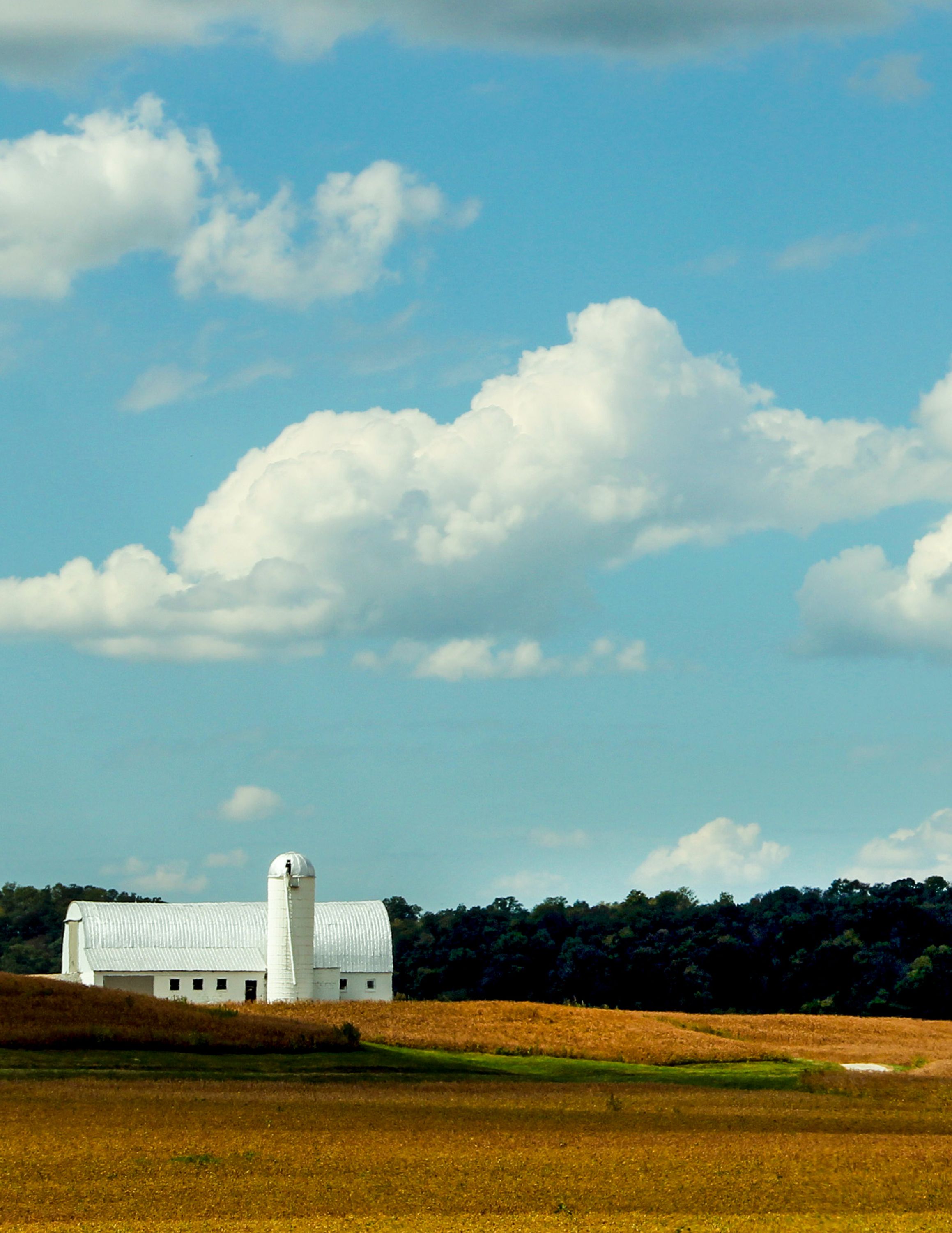 White barn and silo across a golden wheat field
