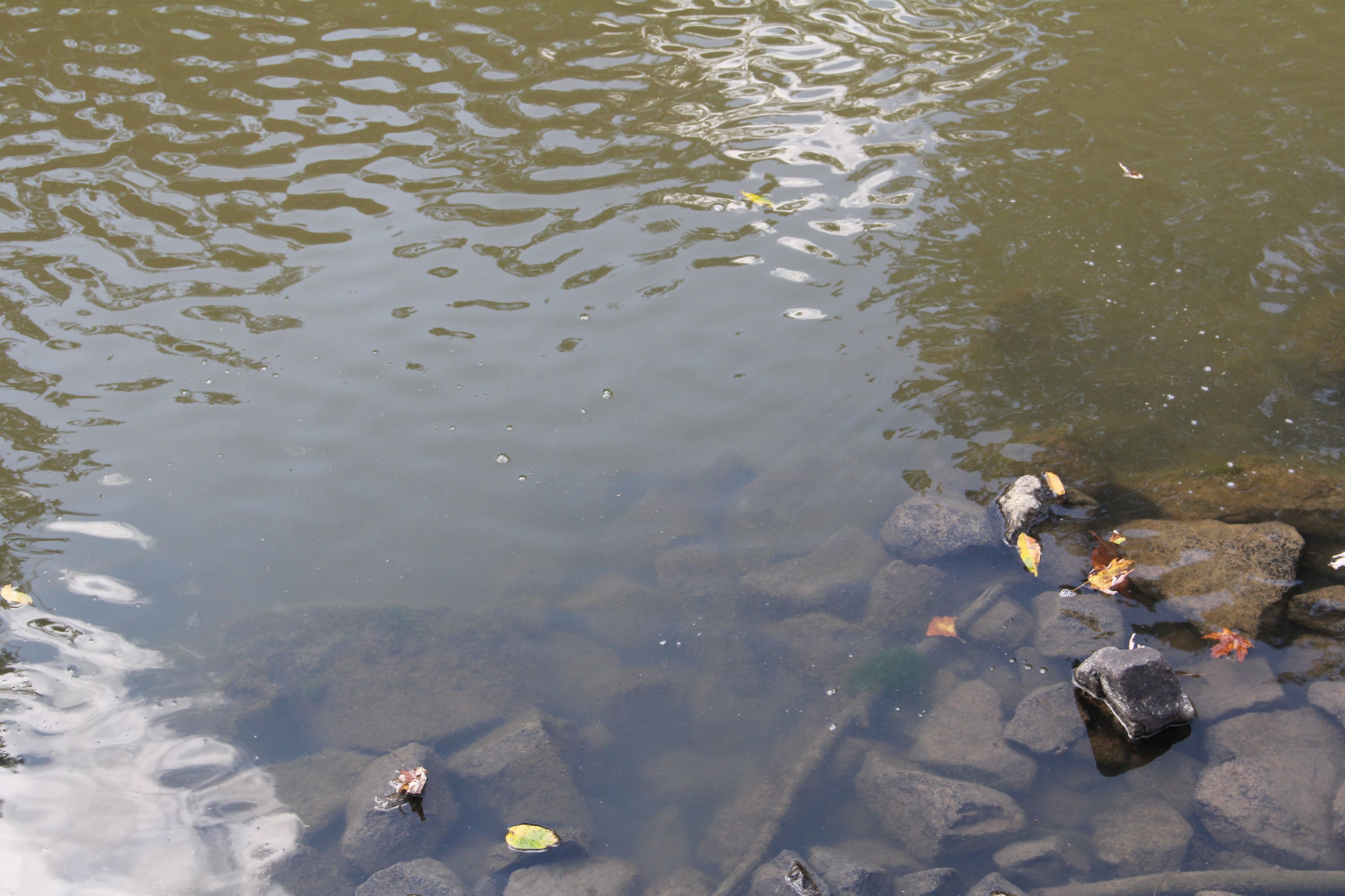 Kentucky has greatly expanded access to treated water over the past several decades with many farms connecting to municipal water resources, especially for livestock use.