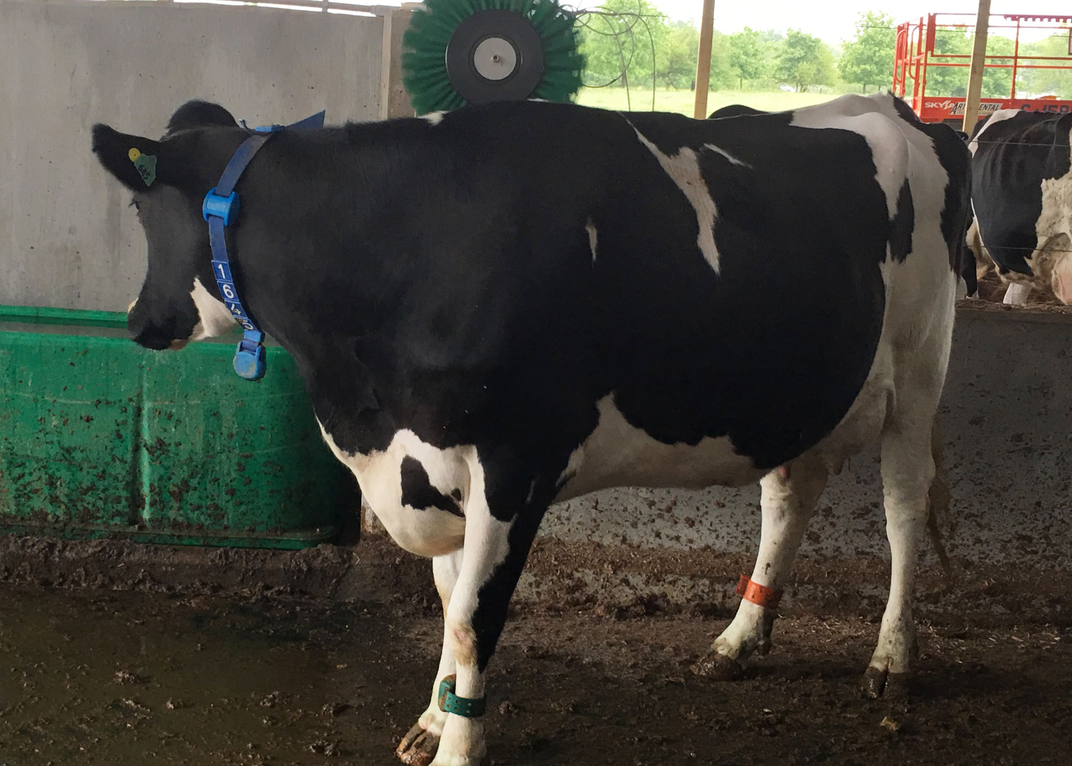 Six grooming brushes with 24/7 access for the cows are located within the new facility Six grooming brushes with 24/7 access for the cows are located within the new facility