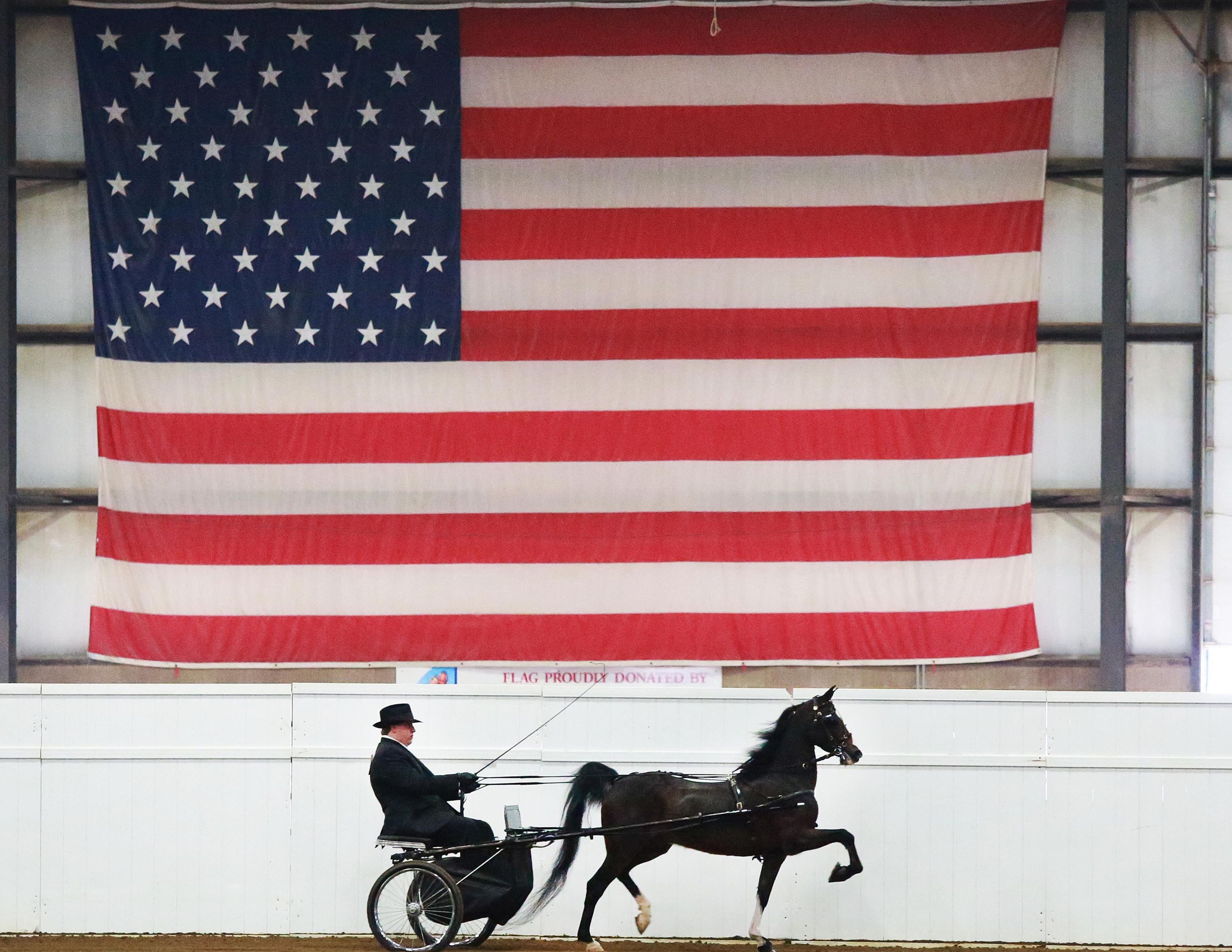 Horse Trotting in front of American Flag