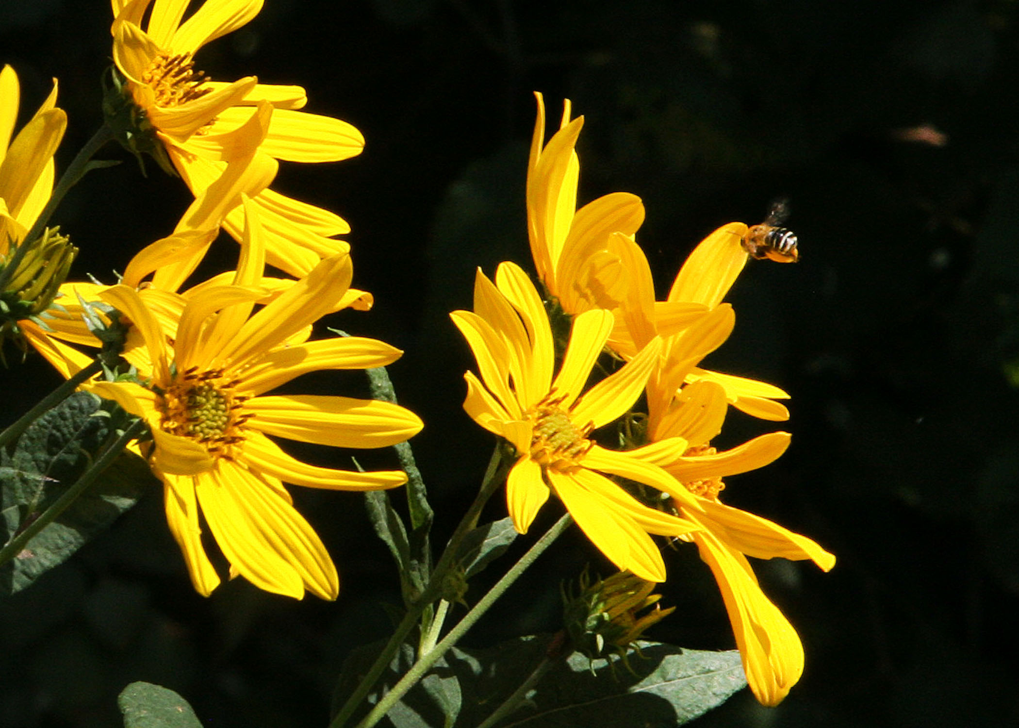 According to information from the USDA’s Natural Resources Conservation Service, three-fourths of the world’s flowering plants and about 35 percent of the world’s food crops depend on animal pollinators to reproduce.