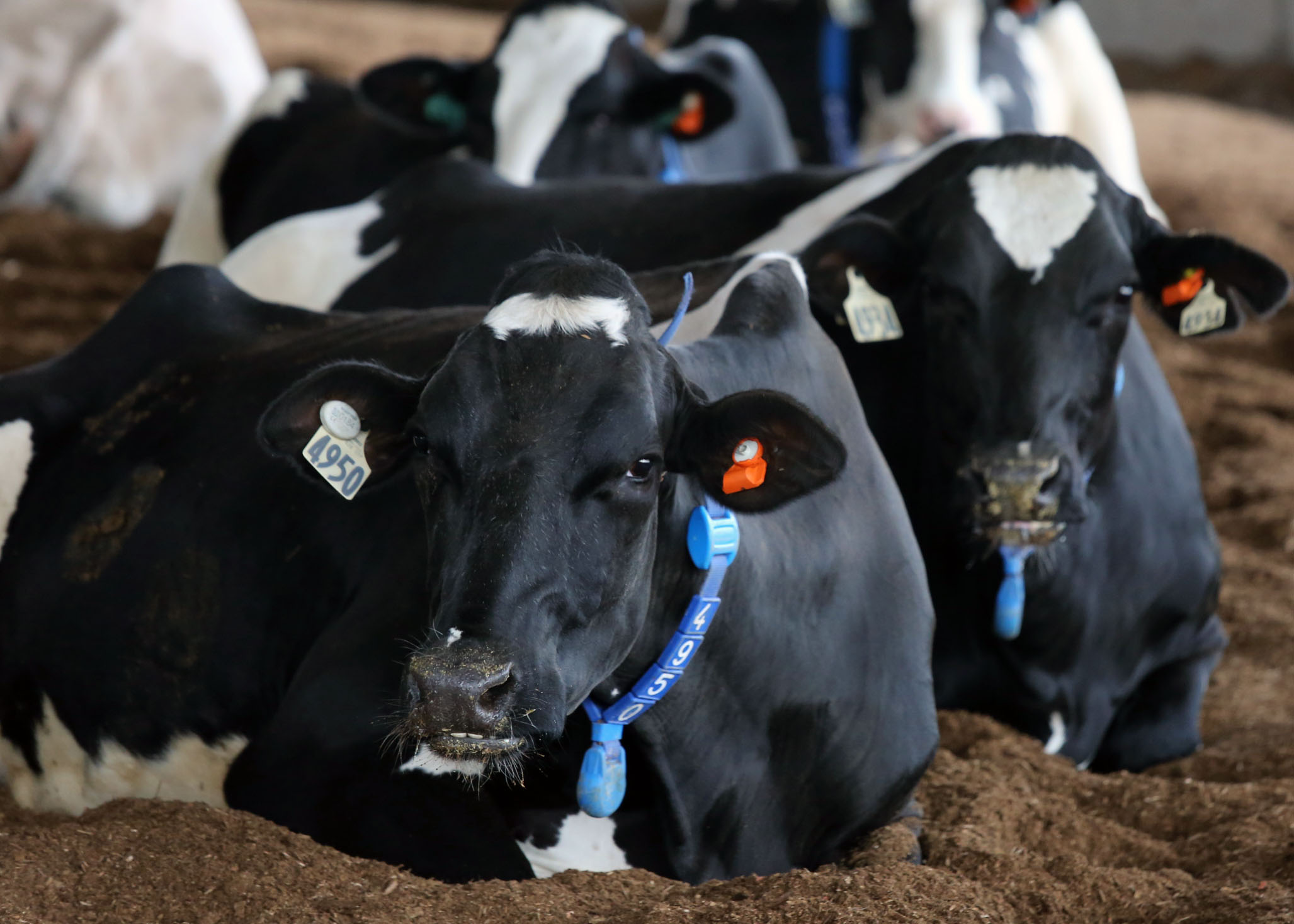 Cow comfort is a main focus of the research being conducted at UK Cow comfort is a main focus of the research being conducted at UK