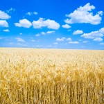 wheat
