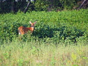 Deer